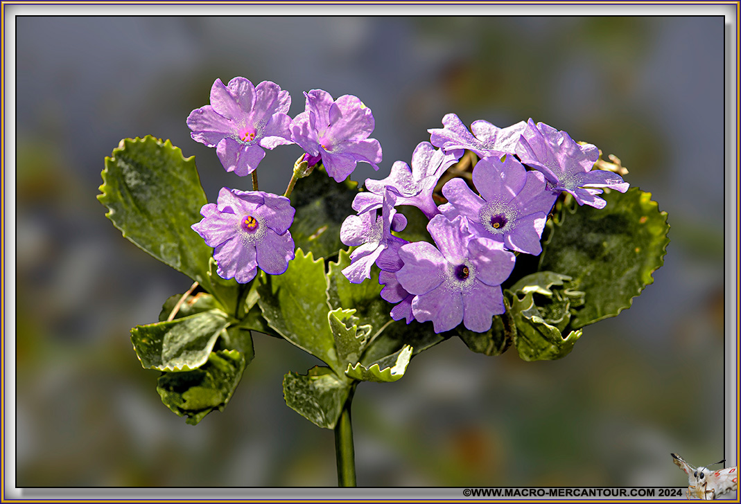 Primevères marginées